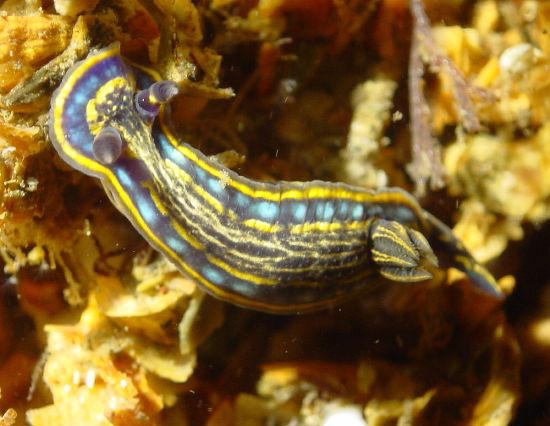 Hypselodoris bilineata